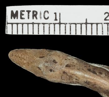 Media type: image;   Herpetology R-143797 Aspect: head dorsal